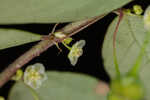 Muscarene Island leaf-flower